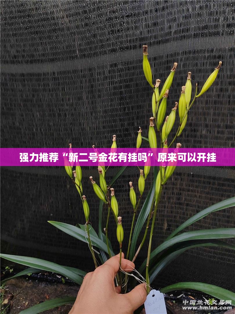 强力推荐“新二号金花有挂吗”原来可以开挂