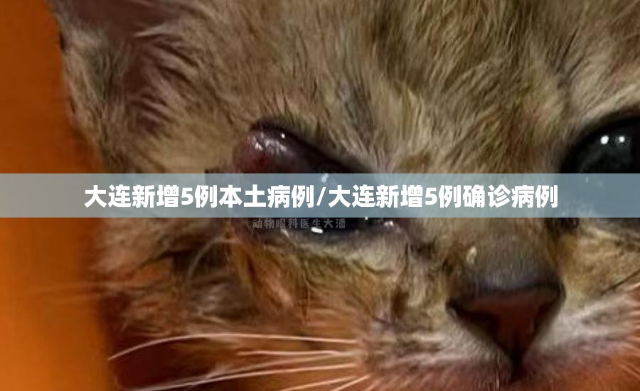 大连新增5例本土病例/大连新增5例确诊病例