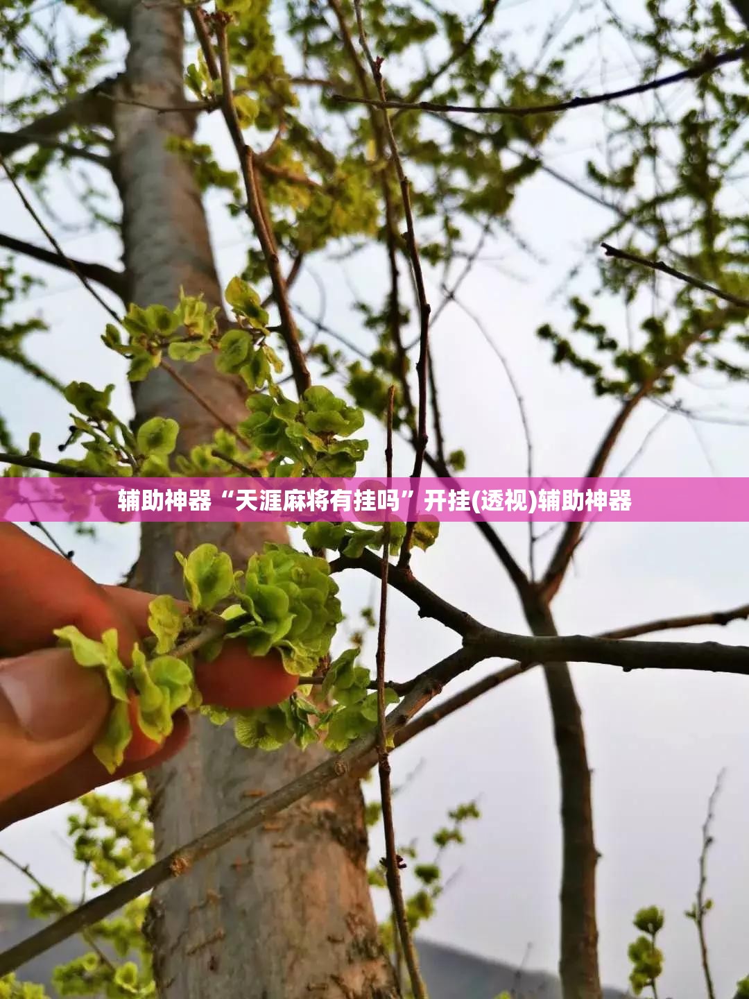 辅助神器“天涯麻将有挂吗”开挂(透视)辅助神器