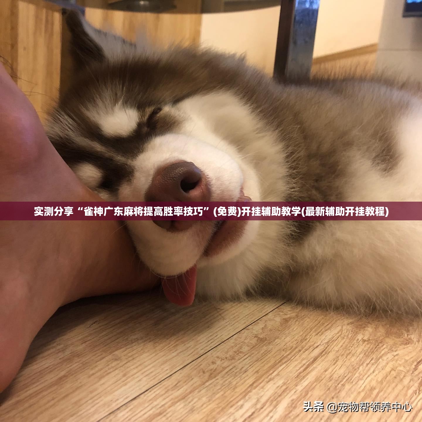 实测分享“雀神广东麻将提高胜率技巧”(免费)开挂辅助教学(最新辅助开挂教程)