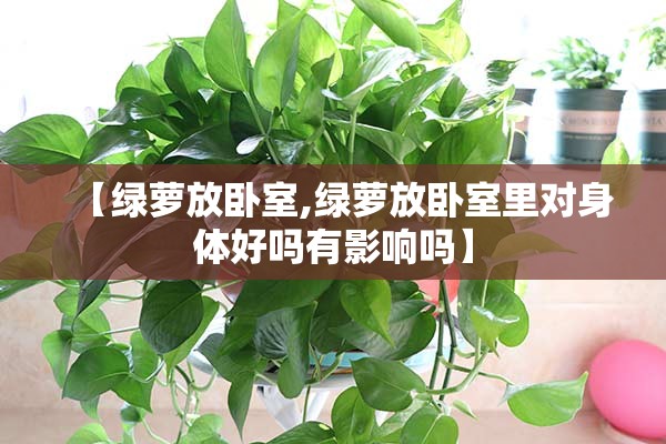 【绿萝放卧室,绿萝放卧室里对身体好吗有影响吗】