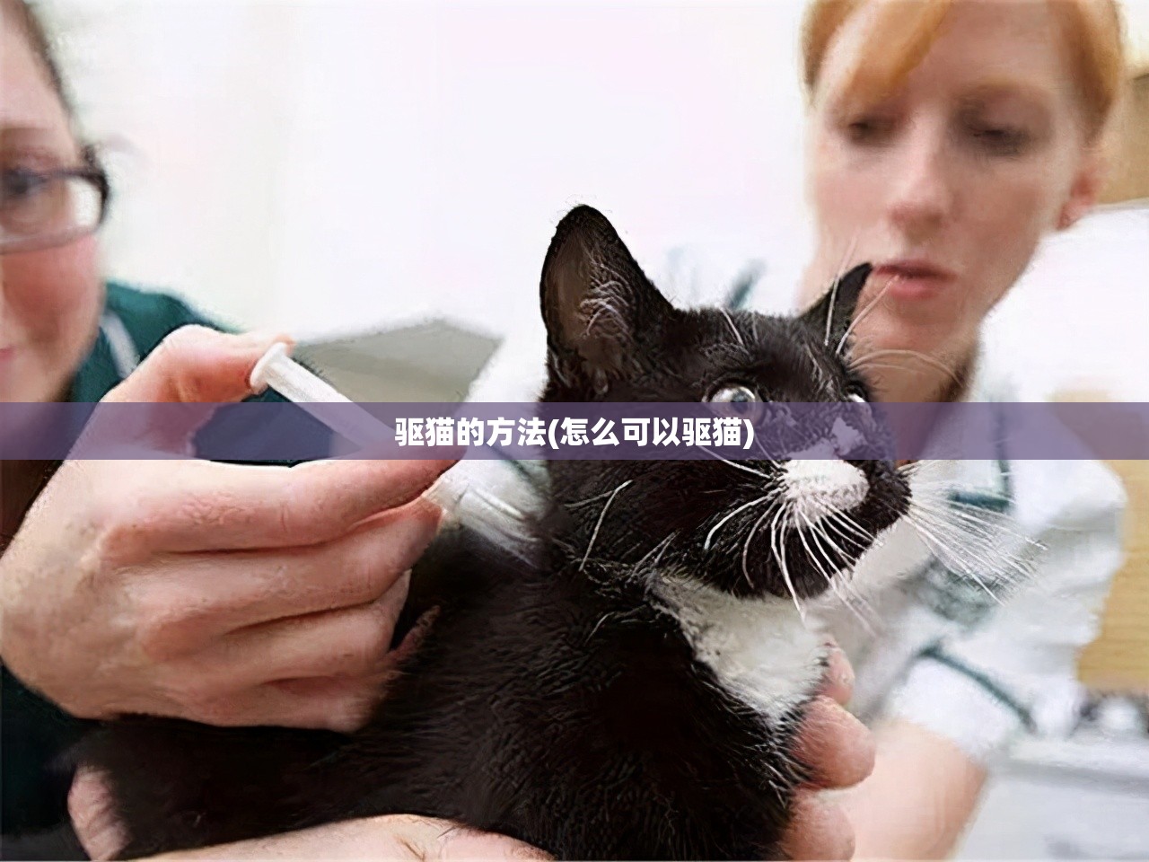 驱猫的方法(怎么可以驱猫) 驱猫的方法(怎么可以驱猫)