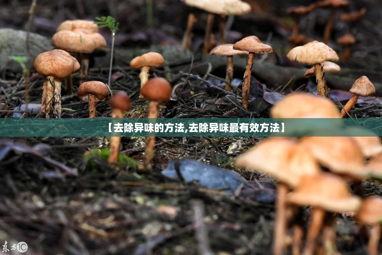 【去除异味的方法,去除异味最有效方法】
