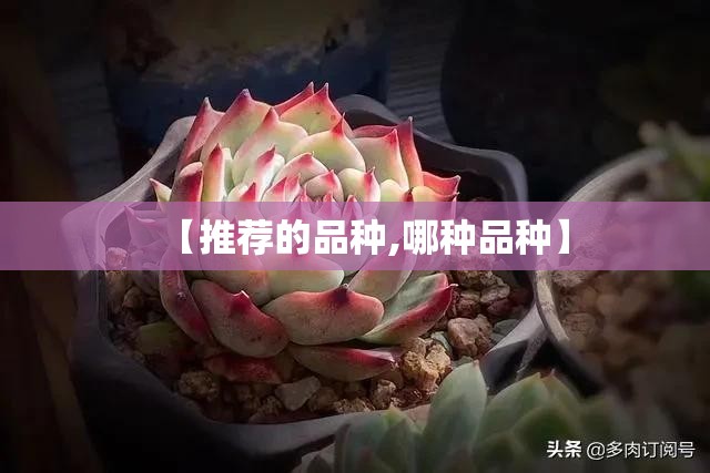 【推荐的品种,哪种品种】 【推荐的品种,哪种品种】