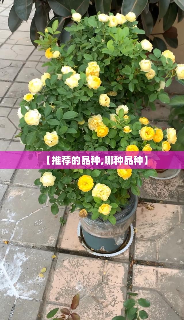 【推荐的品种,哪种品种】 【推荐的品种,哪种品种】