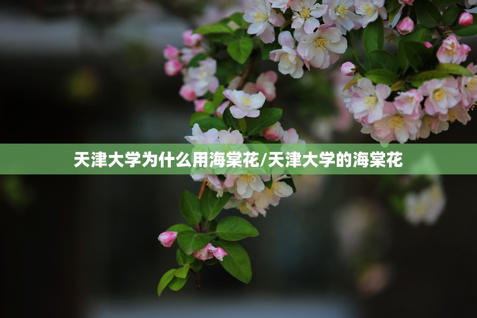天津大学为什么用海棠花/天津大学的海棠花 天津大学为什么用海棠花/天津大学的海棠花