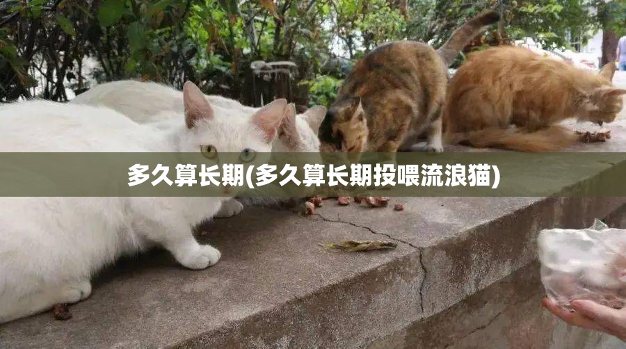 多久算长期(多久算长期投喂流浪猫) 多久算长期(多久算长期投喂流浪猫)