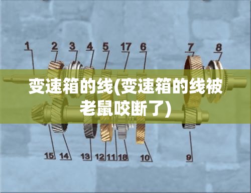 变速箱的线(变速箱的线被老鼠咬断了) 变速箱的线(变速箱的线被老鼠咬断了)