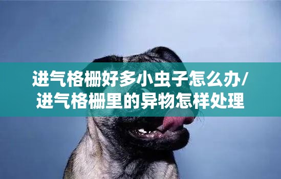 进气格栅好多小虫子怎么办/进气格栅里的异物怎样处理 进气格栅好多小虫子怎么办/进气格栅里的异物怎样处理