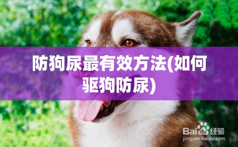 防狗尿最有效方法(如何驱狗防尿) 防狗尿最有效方法(如何驱狗防尿)
