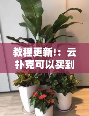 教程更新!：云扑克可以买到挂吗”细辅助教程分享