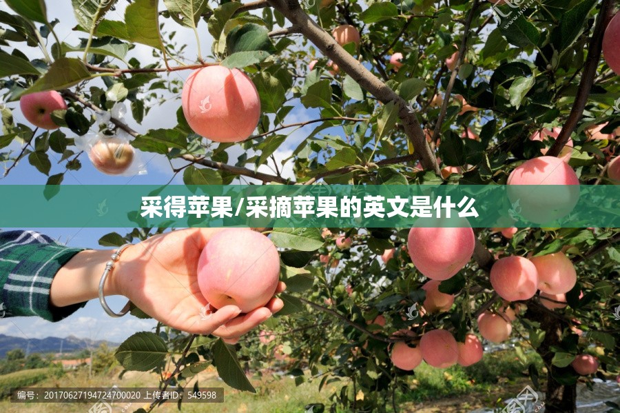 采得苹果/采摘苹果的英文是什么 采得苹果/采摘苹果的英文是什么
