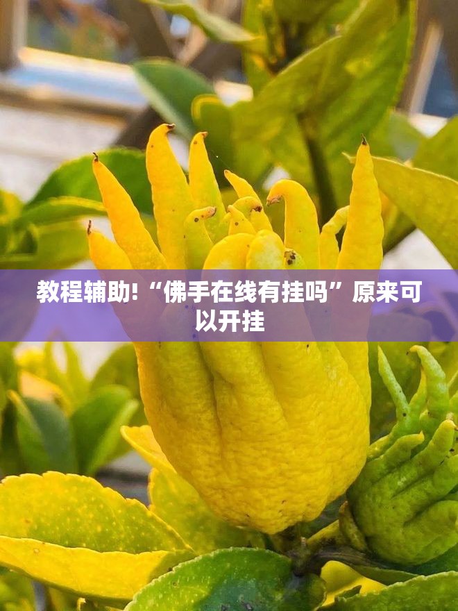 教程辅助!“佛手在线有挂吗”原来可以开挂