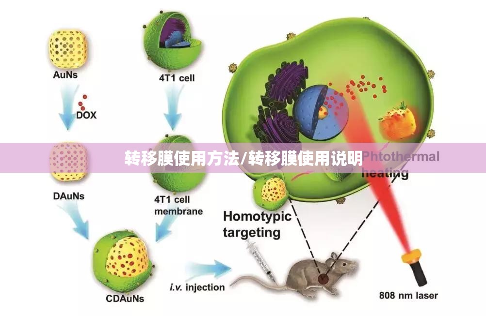 转移膜使用方法/转移膜使用说明