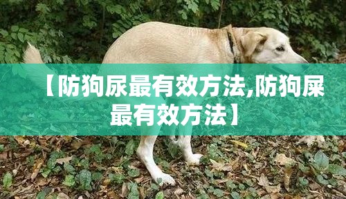 【防狗尿最有效方法,防狗屎最有效方法】