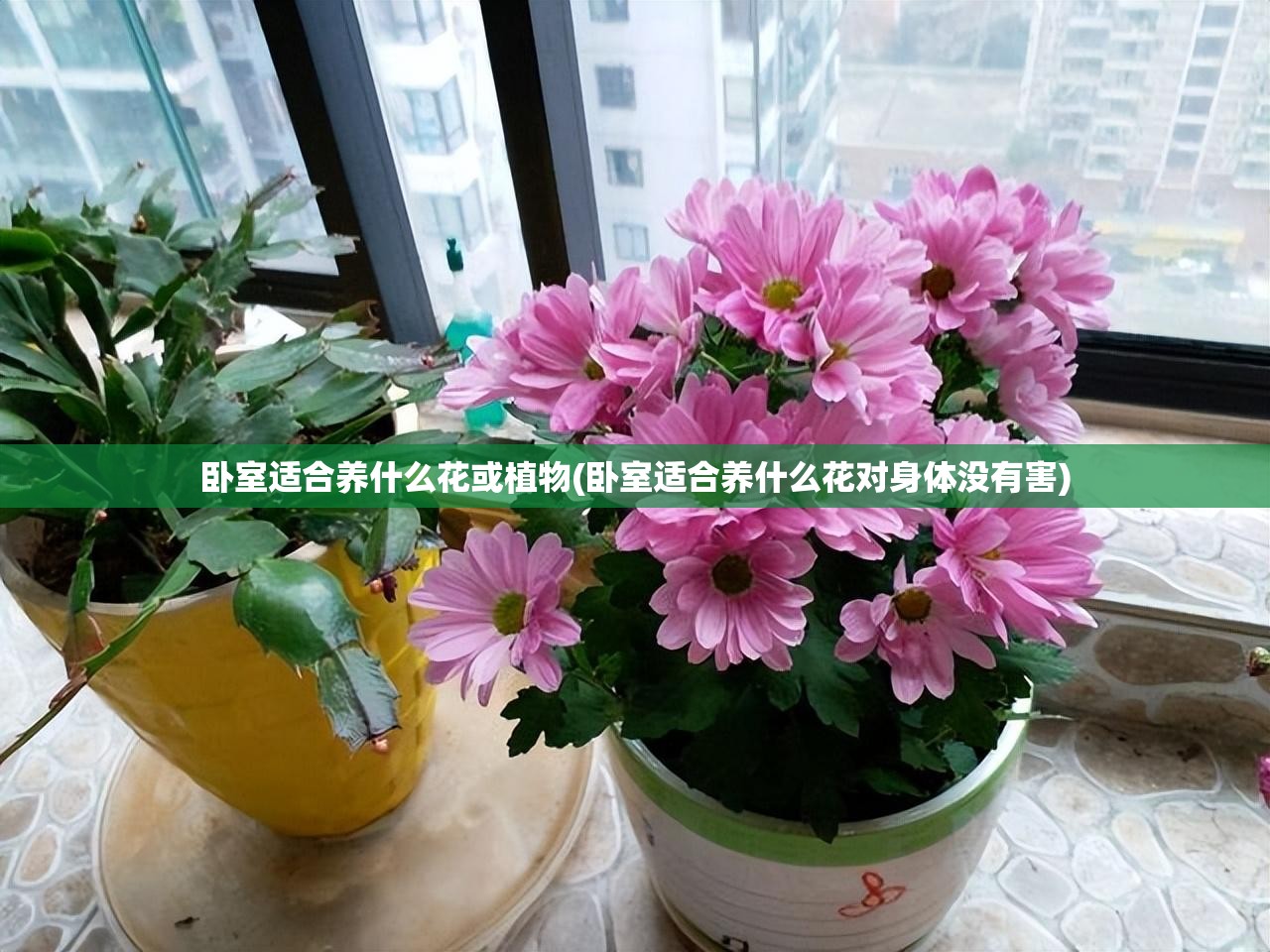 卧室适合养什么花或植物(卧室适合养什么花对身体没有害) 卧室适合养什么花或植物(卧室适合养什么花对身体没有害)