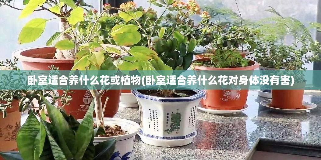 卧室适合养什么花或植物(卧室适合养什么花对身体没有害) 卧室适合养什么花或植物(卧室适合养什么花对身体没有害)
