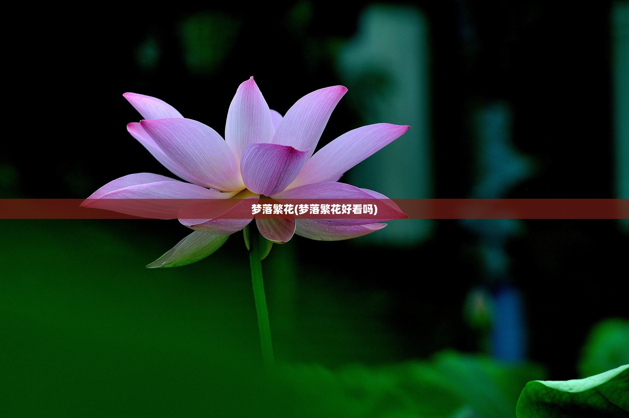 梦落繁花(梦落繁花好看吗) 梦落繁花(梦落繁花好看吗)