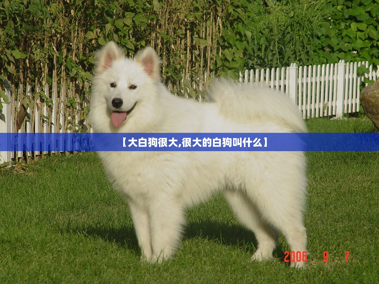 【大白狗很大,很大的白狗叫什么】