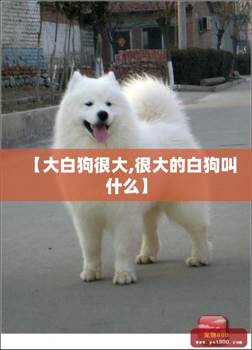 【大白狗很大,很大的白狗叫什么】