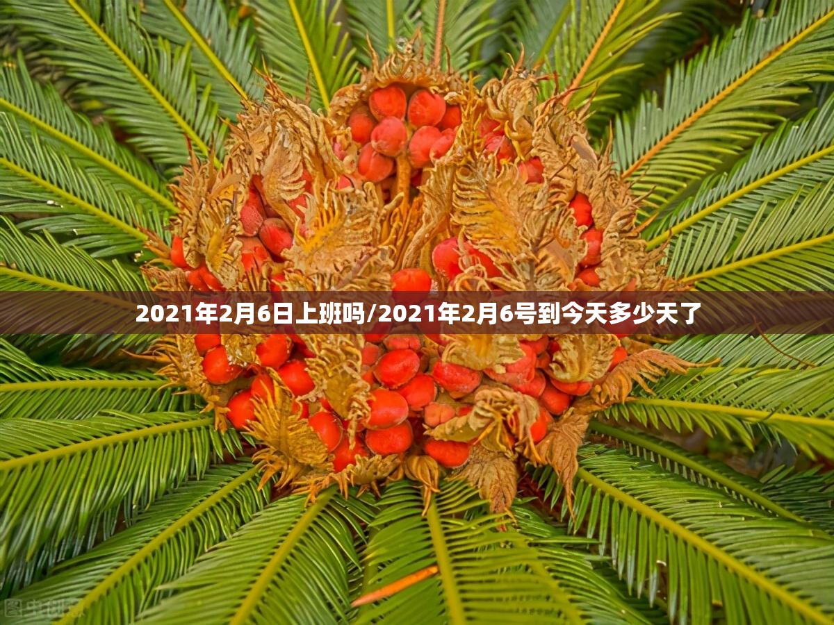 2021年2月6日上班吗/2021年2月6号到今天多少天了 2021年2月6日上班吗/2021年2月6号到今天多少天了