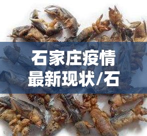 石家庄疫情最新现状/石家庄新冠疫情最新情况 石家庄疫情最新现状/石家庄新冠疫情最新情况