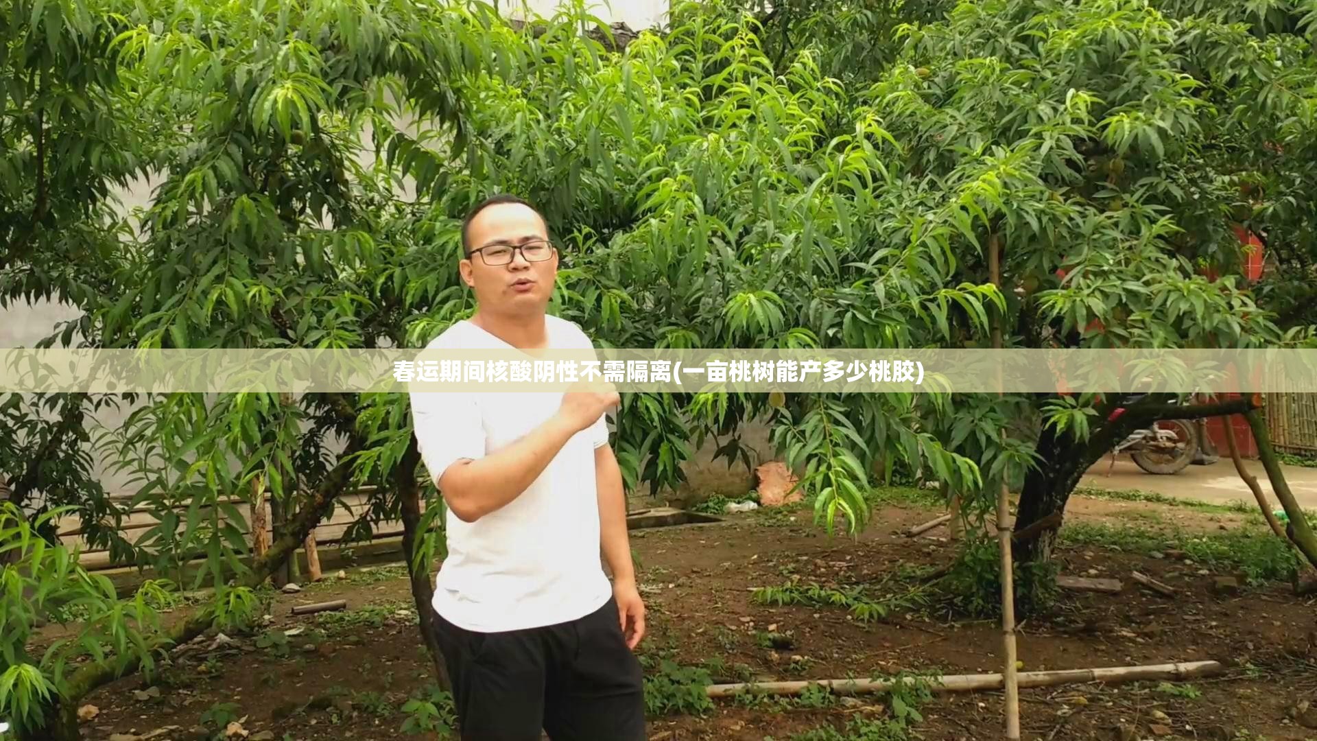 春运期间核酸阴性不需隔离(一亩桃树能产多少桃胶)
