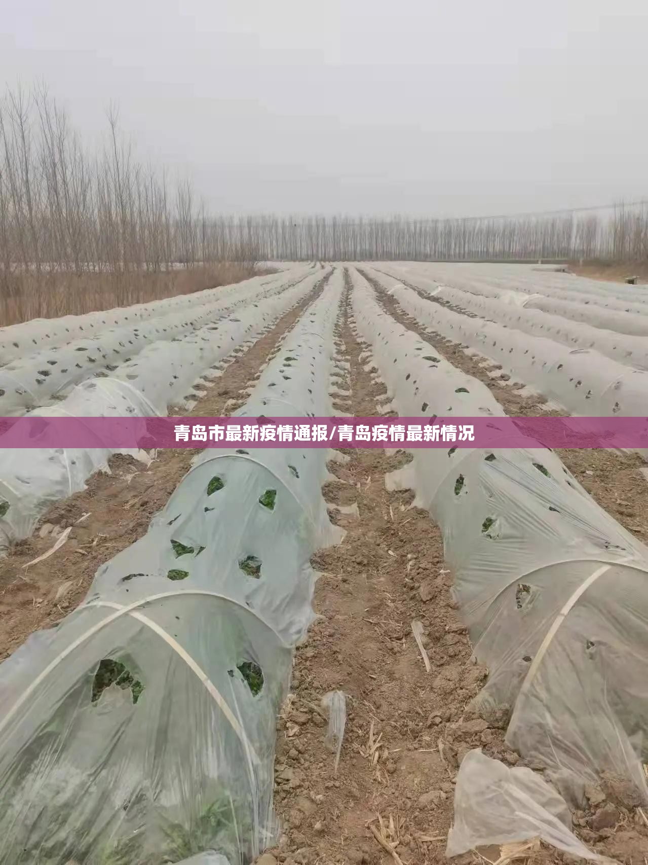 青岛市最新疫情通报/青岛疫情最新情况 青岛市最新疫情通报/青岛疫情最新情况