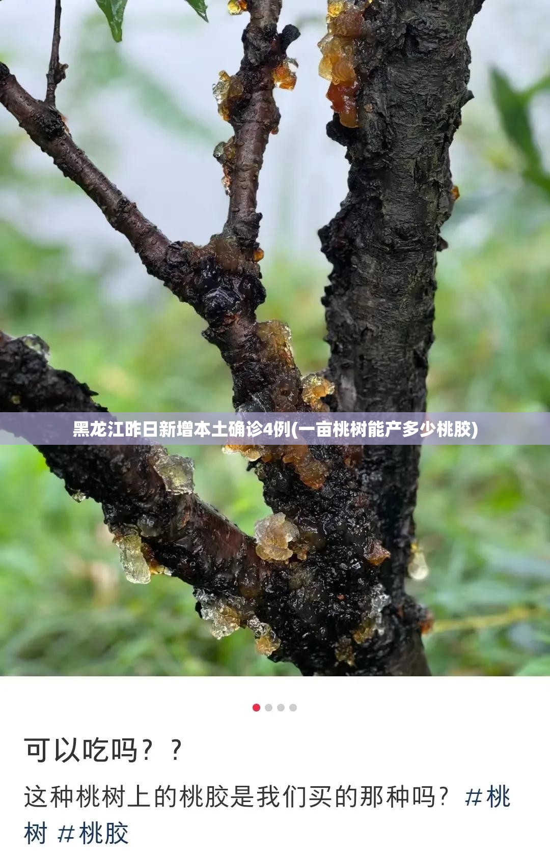 黑龙江昨日新增本土确诊4例(一亩桃树能产多少桃胶) 黑龙江昨日新增本土确诊4例(一亩桃树能产多少桃胶)