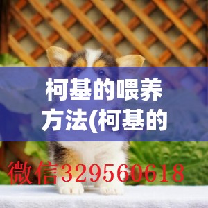 柯基的喂养方法(柯基的喂养方法有哪些) 柯基的喂养方法(柯基的喂养方法有哪些)