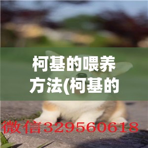 柯基的喂养方法(柯基的喂养方法有哪些) 柯基的喂养方法(柯基的喂养方法有哪些)