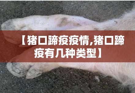 【猪口蹄疫疫情,猪口蹄疫有几种类型】
