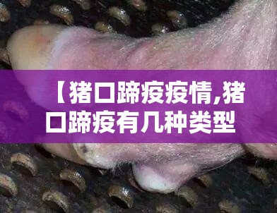 【猪口蹄疫疫情,猪口蹄疫有几种类型】