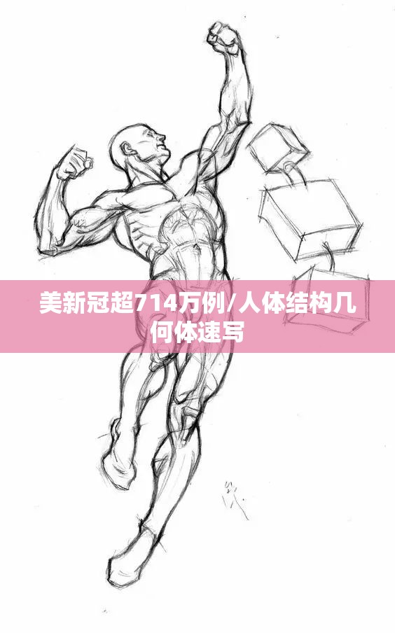 美新冠超714万例/人体结构几何体速写 美新冠超714万例/人体结构几何体速写