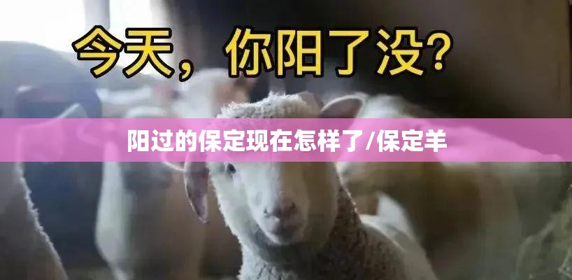 阳过的保定现在怎样了/保定羊