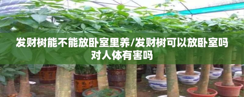 发财树能不能放卧室里养/发财树可以放卧室吗对人体有害吗 发财树能不能放卧室里养/发财树可以放卧室吗对人体有害吗