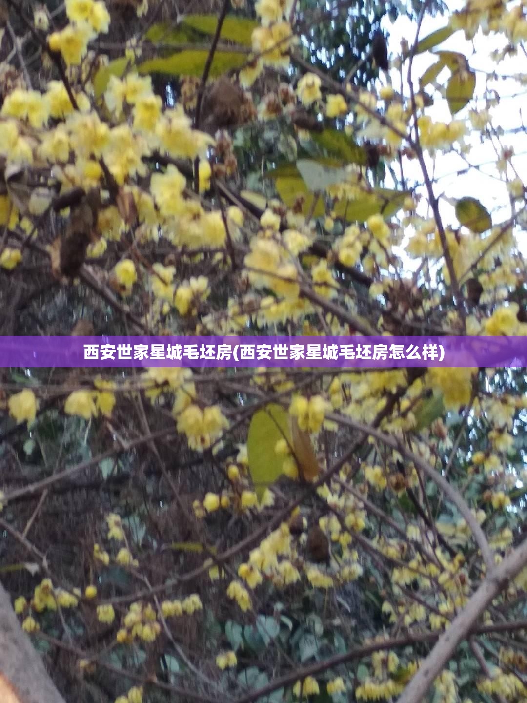 西安世家星城毛坯房(西安世家星城毛坯房怎么样)