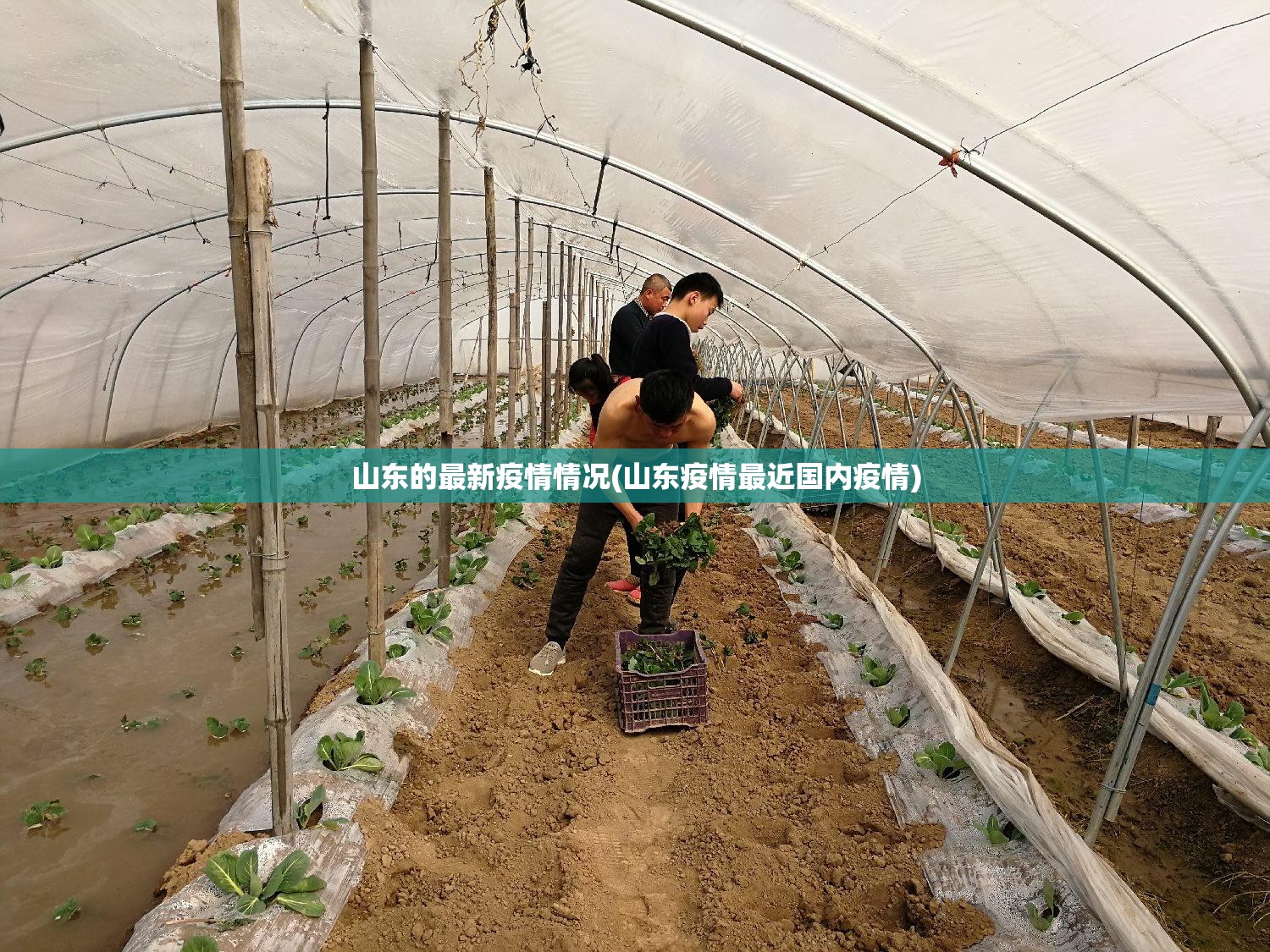 山东的最新疫情情况(山东疫情最近国内疫情)