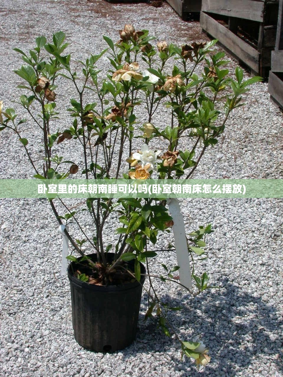 卧室里的床朝南睡可以吗(卧室朝南床怎么摆放)