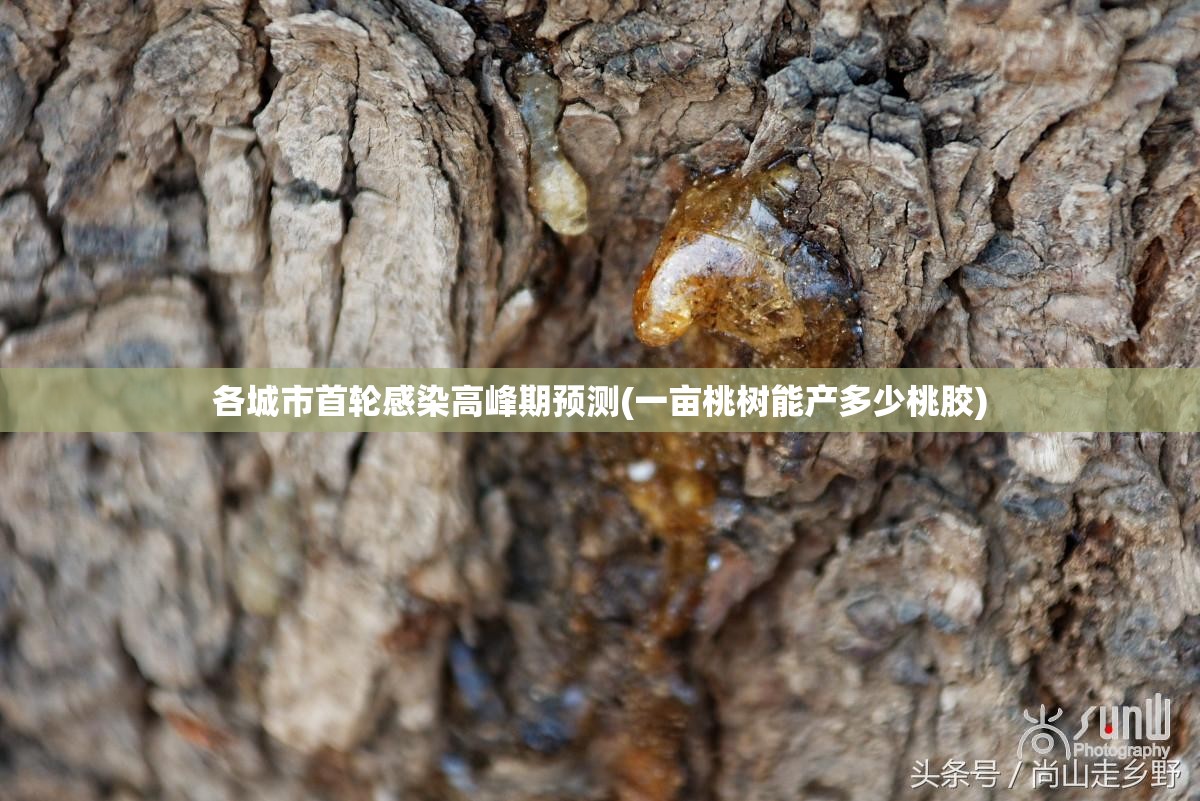 各城市首轮感染高峰期预测(一亩桃树能产多少桃胶)