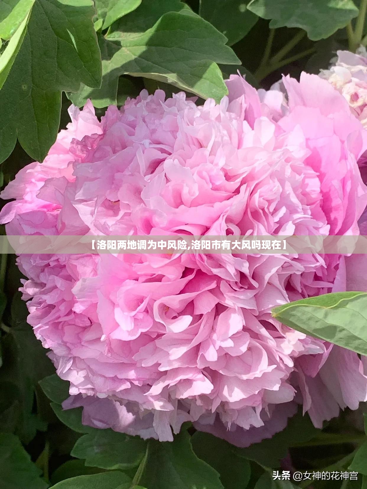 【洛阳两地调为中风险,洛阳市有大风吗现在】