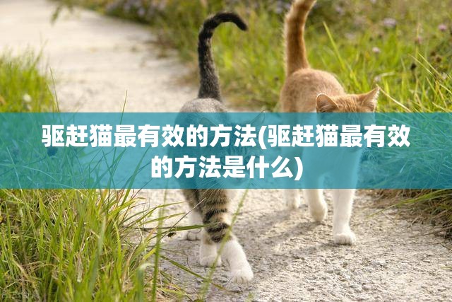 驱赶猫最有效的方法(驱赶猫最有效的方法是什么) 驱赶猫最有效的方法(驱赶猫最有效的方法是什么)