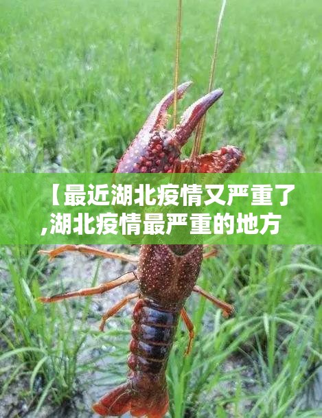 【最近湖北疫情又严重了,湖北疫情最严重的地方是哪里】