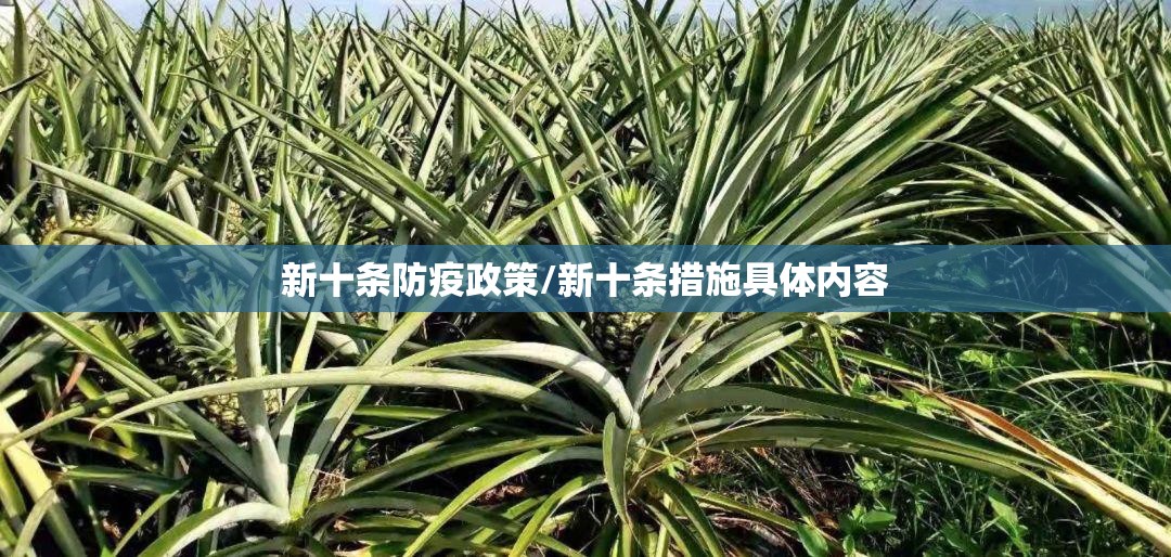 新十条防疫政策/新十条措施具体内容