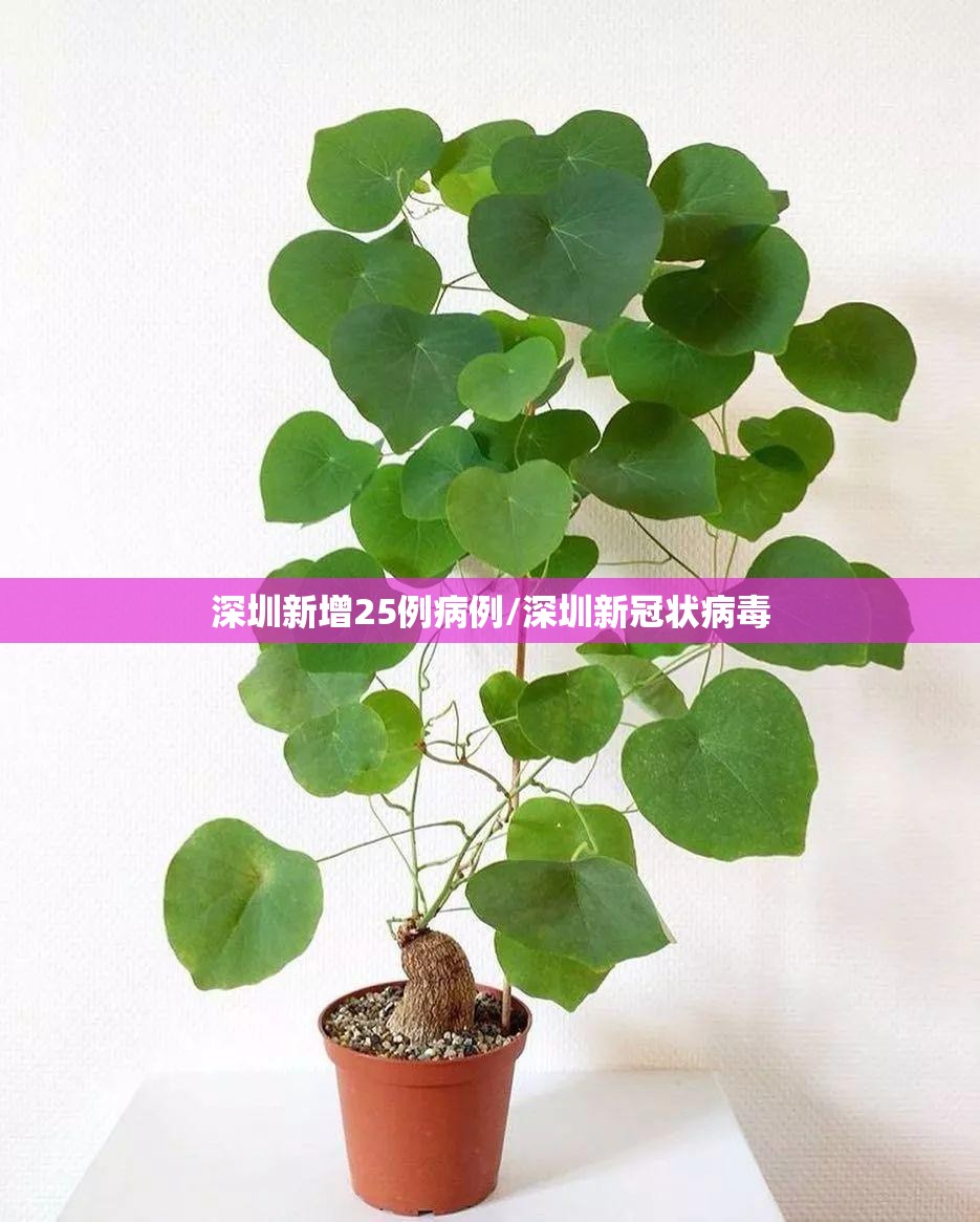 深圳新增25例病例/深圳新冠状病毒 深圳新增25例病例/深圳新冠状病毒