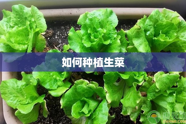 如何种植生菜