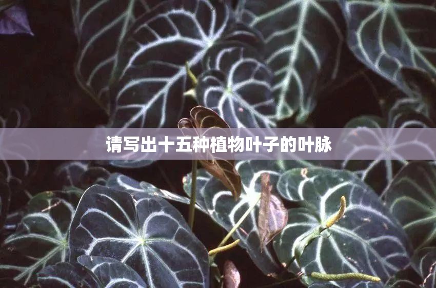 请写出十五种植物叶子的叶脉