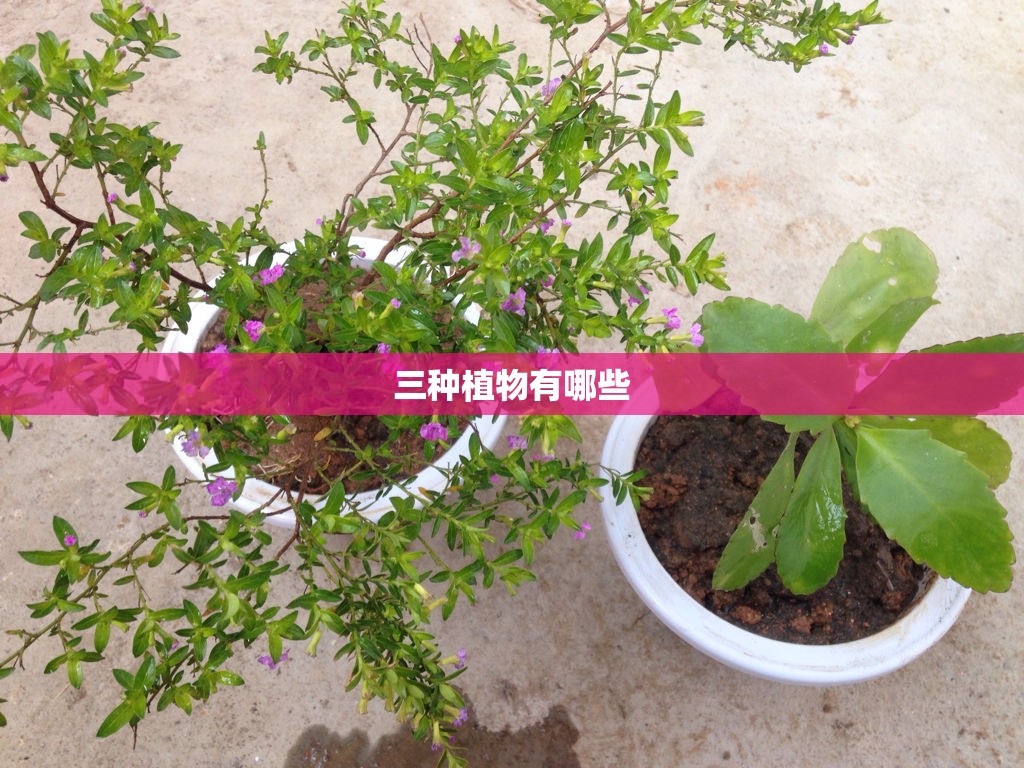 三种植物有哪些