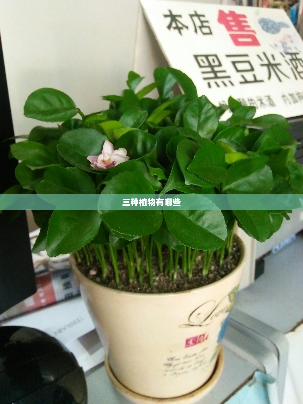 三种植物有哪些