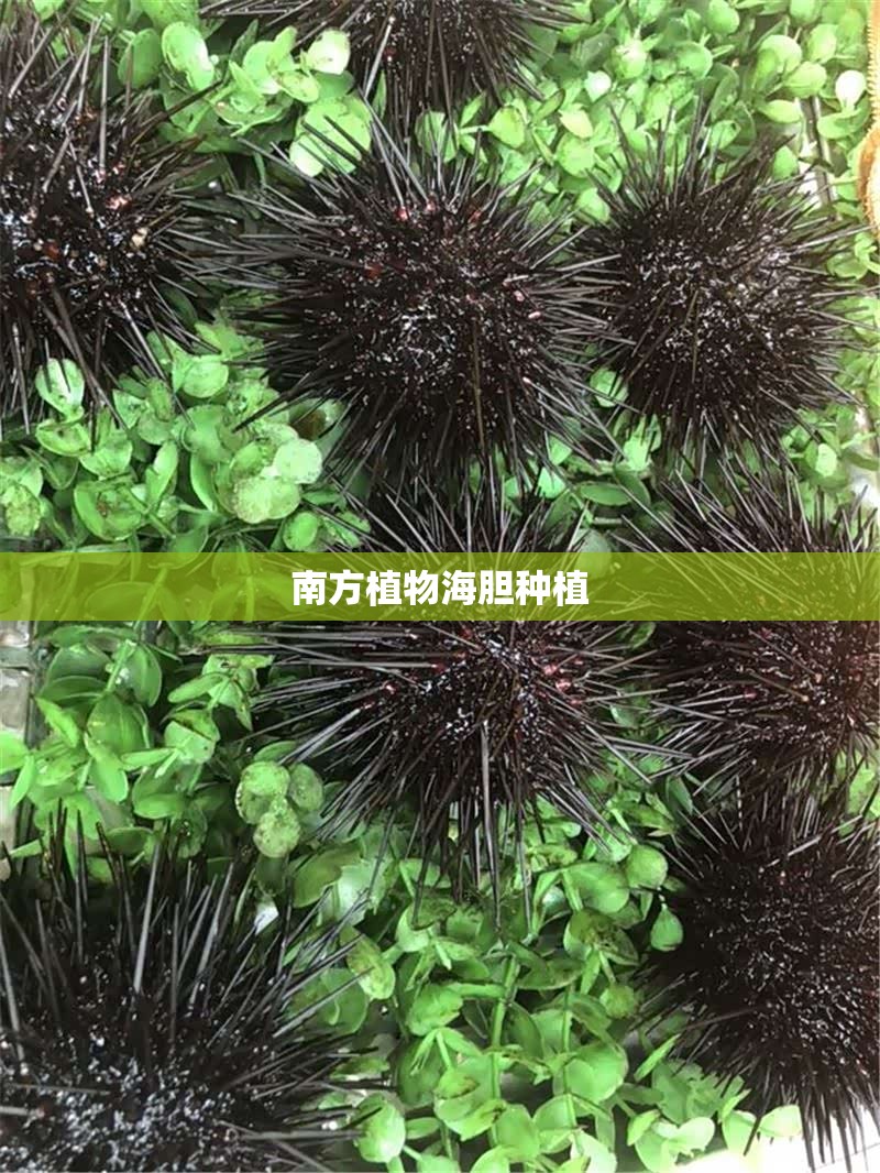 南方植物海胆种植